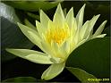 Parc floral 007